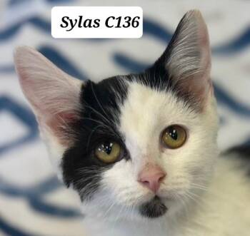 Sylas -  Domestic Medium Hair Cat for Adoption in Morganton, North Carolina - Sylas | PetCurious