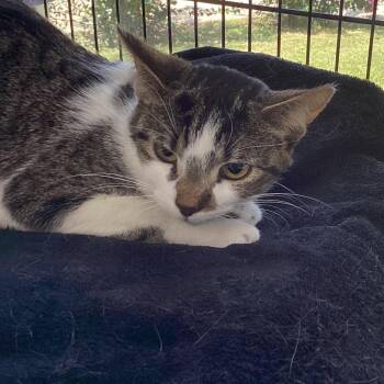 Snickerdoodle -  Domestic Short Hair Cat for Adoption in Montgomery, Alabama - Snickerdoodle | PetCurious