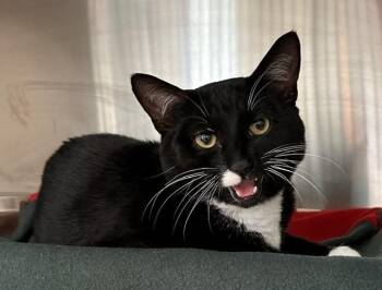 CURRANT -  Domestic Short Hair Cat for Adoption in Derwood, Maryland - CURRANT | PetCurious