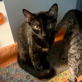 Jimmy Shoes -  Domestic Short Hair Cat for Adoption in Troy, Virginia - Jimmy Shoes | PetCurious