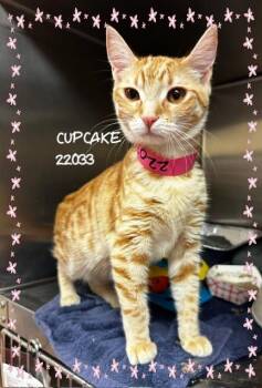 CUPCAKE -  Domestic Short Hair Cat for Adoption in Marietta, Georgia - CUPCAKE | PetCurious