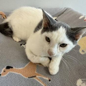 Labradorite -  Domestic Short Hair Cat for Adoption in Janesville, Wisconsin - Labradorite | PetCurious