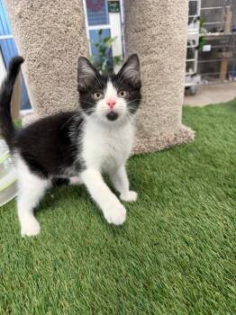 Domestic Short Hair Cats Available for Adoption in Pierceton, Indiana - Stephan | PetCurious