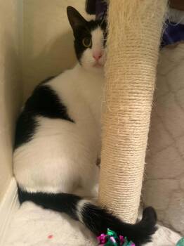 Milk Shake -  Domestic Short Hair and Tuxedo Cat for Adoption in Chandler, Arizona - Milk Shake | PetCurious
