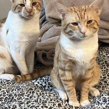 Prince and Zeus -  Domestic Short Hair Cat for Adoption in Bayonne, New Jersey - Prince And Zeus | PetCurious
