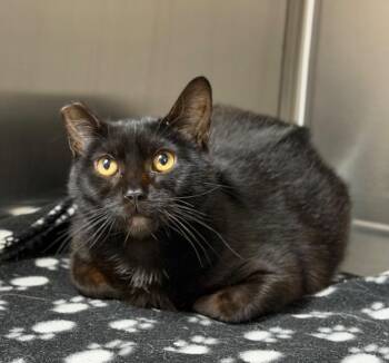 Thyme -  Domestic Short Hair Cat for Adoption in Columbus, Nebraska - Thyme | PetCurious