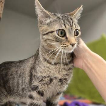 Doja -  Domestic Short Hair Cat for Adoption in Pittsburgh, Pennsylvania - Doja | PetCurious