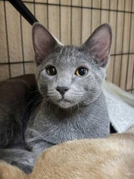 Turbo -  Domestic Short Hair Cat for Adoption in O
