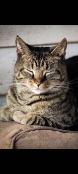 Baby joker -  Domestic Short Hair Cat for Adoption in Cromwell, Kentucky - Baby Joker | PetCurious