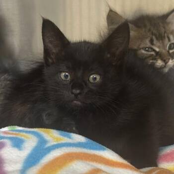 Aja -  Domestic Short Hair Cat for Adoption in Walnut Creek, California - Aja | PetCurious