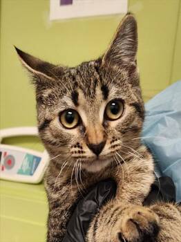 FREYA -  Domestic Short Hair Cat for Adoption in Pueblo, Colorado - FREYA | PetCurious