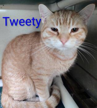 Domestic Short Hair Cats Available for Adoption - Tweety Bird | PetCurious