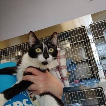 Domestic Short Hair Cats Available for Adoption in Richmond, Virginia - Canyon | PetCurious