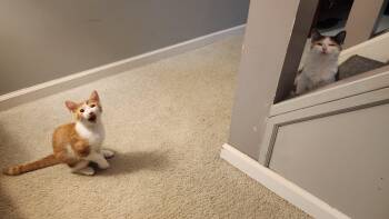 Cupcake and Butterscotch -  Domestic Long Hair and Domestic Short Hair Cat for Adoption in Mayfield, New York - Cupcake And Butterscotch | PetCurious