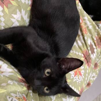 Rescue Domestic Short Hair Cats for Adoption in Baytown, Texas - Patrick | PetCurious
