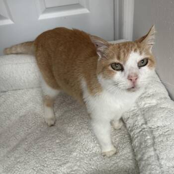 Domestic Short Hair Cats Available for Adoption - Weeble | PetCurious