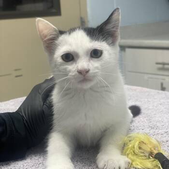 Sunny -  Domestic Short Hair Cat for Adoption in Riverside, California - Sunny | PetCurious