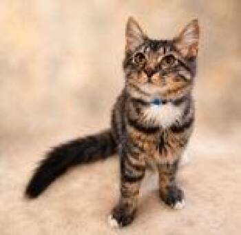 Truce -  Domestic Medium Hair Cat for Adoption in Portsmouth, Ohio - Truce | PetCurious