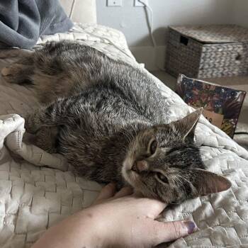 Domestic Medium Hair Cats Available for Adoption - Ruby | PetCurious