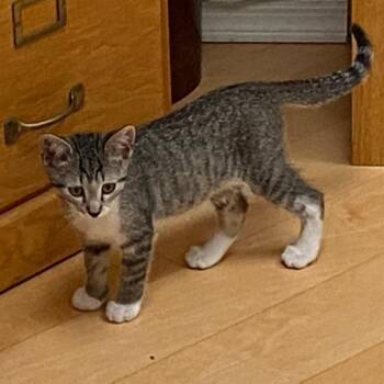 Pretty Boy -  Domestic Short Hair Cat for Adoption in Prescott, Arizona - Pretty Boy | PetCurious