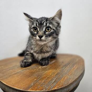 Monday -  Domestic Long Hair Cat for Adoption in Spokane, Washington - Monday | PetCurious