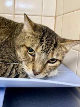 Rolly -  Domestic Short Hair Cat for Adoption in San Antonio, Texas - Rolly | PetCurious