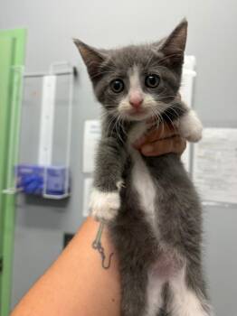 Claudia -  Domestic Short Hair Cat for Adoption in Bloomington, Indiana - Claudia | PetCurious