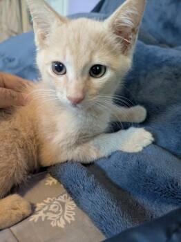 Hongjoong -  Domestic Short Hair Cat for Adoption in Hamilton, Ohio - Hongjoong | PetCurious