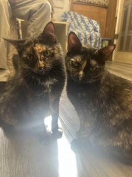 Domestic Short Hair Cats Available for Adoption - Trudy | PetCurious