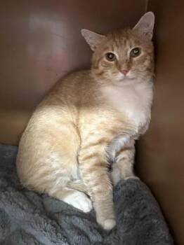 Courtney $25 -  Domestic Short Hair Cat for Adoption in Seneca, South Carolina - Courtney $25 | PetCurious