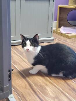 Nick Fury -  Domestic Short Hair Cat for Adoption in Kalamazoo, Michigan - Nick Fury | PetCurious