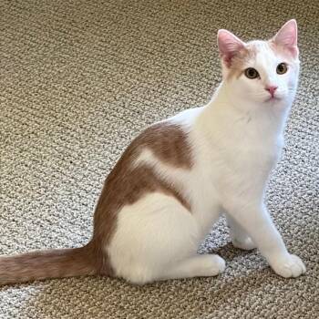 Dash -  Domestic Short Hair Cat for Adoption in Greensboro, Georgia - Dash | PetCurious