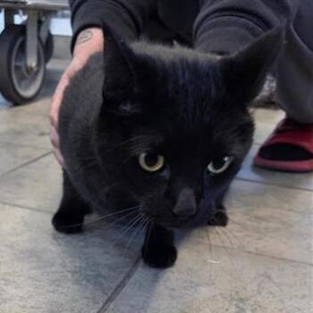 Domestic Short Hair Cats Available for Adoption - Salem | PetCurious