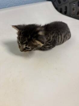 In Foster Legolas -  Domestic Short Hair Cat Available for Adoption in Lawrenceville, Georgia - In Foster Legolas | PetCurious
