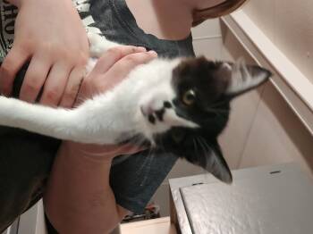 Punky Brewster -  Domestic Medium Hair Cat for Adoption in Mount Pleasant, Texas - Punky Brewster | PetCurious