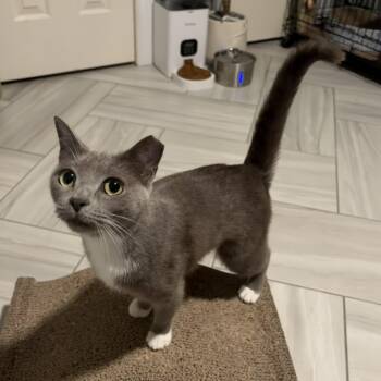 Miu Miu -  American Shorthair Cat for Adoption in Houston, Texas - Miu Miu | PetCurious