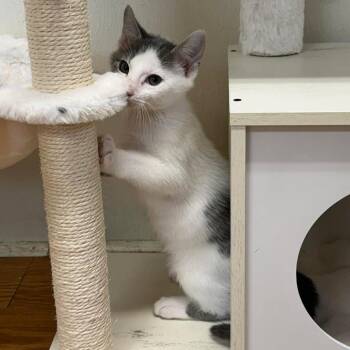Hash Brown 26-05-129 -  Domestic Short Hair Cat for Adoption in Bastrop, Texas - Hash Brown 26-05-129 | PetCurious