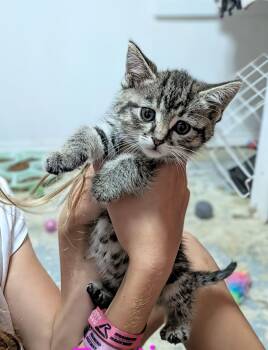 Gouda -  Domestic Short Hair Cat for Adoption in Winnipeg, Manitoba - Gouda | PetCurious