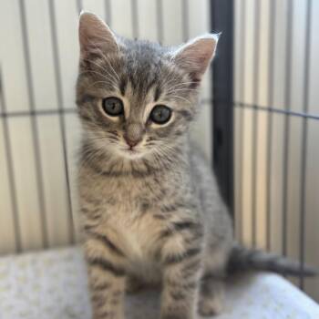 Domestic Short Hair Cats Available for Adoption in Chesapeake, Virginia - Gilligan | PetCurious