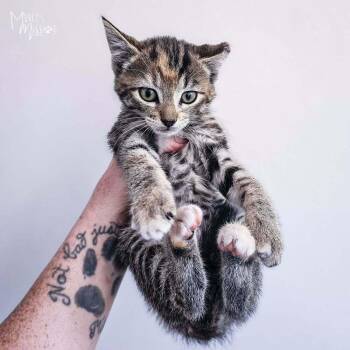 Bianca -  Domestic Short Hair Cat for Adoption in Spokane, Washington - Bianca | PetCurious