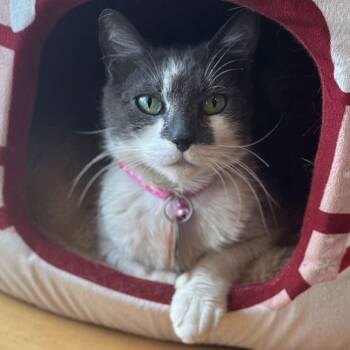 Crochet -  Domestic Short Hair Cat for Adoption in Port Washington, New York - Crochet | PetCurious