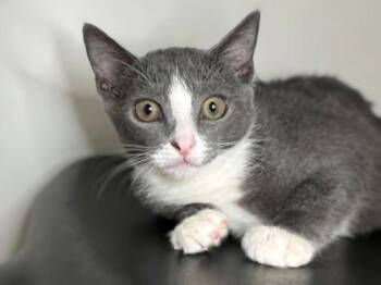 Celtic Spirit -  Domestic Short Hair Cat for Adoption in Newberg, Oregon - Celtic Spirit | PetCurious