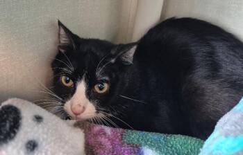 Domestic Short Hair Cats Available for Adoption in Fort Collins, Colorado - Possom | PetCurious