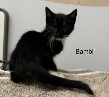 Domestic Short Hair Cats Available for Adoption in Pawleys Island, South Carolina - Bambi | PetCurious