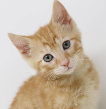 Tabby Cats Available for Adoption in Bedford Hills, New York - Dunkin