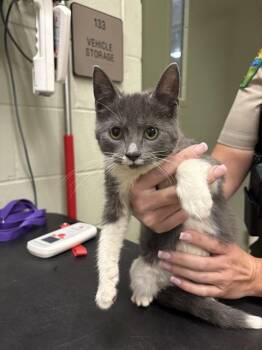 ALICE -  Domestic Short Hair Cat for Adoption in Minneapolis, Minnesota - ALICE | PetCurious