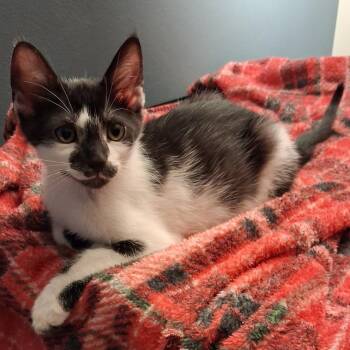 Mystery -  Domestic Short Hair Cat for Adoption in Grove City, Ohio - Mystery | PetCurious