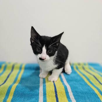 Ravine -  Domestic Short Hair Cat for Adoption in Spokane, Washington - Ravine | PetCurious