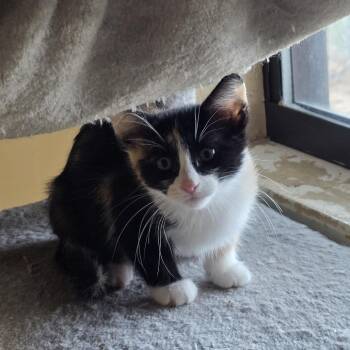 Truffle -  Domestic Short Hair Cat Available for Adoption in Midland, Texas - Truffle | PetCurious