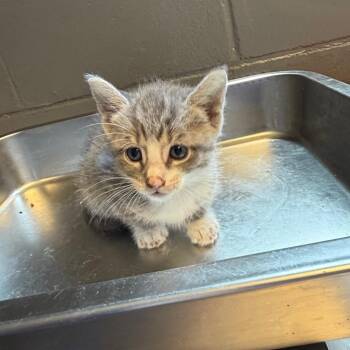 TUSC-Stray-85360_2_3 -  Domestic Short Hair Cat for Adoption in Tuscaloosa, Alabama - TUSC-Stray-85360_2_3 | PetCurious